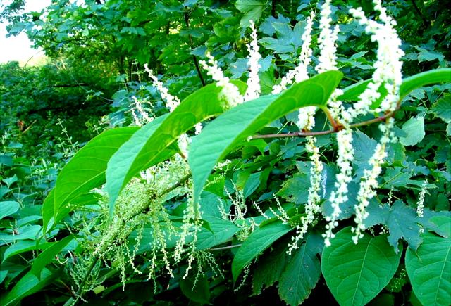 Resveratrol's Impact on Cardiovascular Health: The Evidence